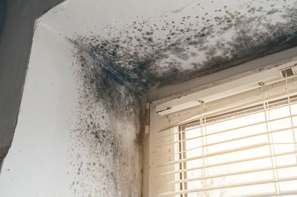 Trusted Black Mold Removal service in Fort Monmouth, NJ - Cheap Mold Removal