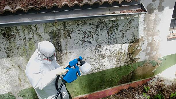 Top rated local Basement Mold Removal specialists in Fort Monmouth, NJ